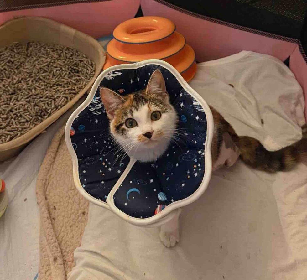 kitten cone three legged