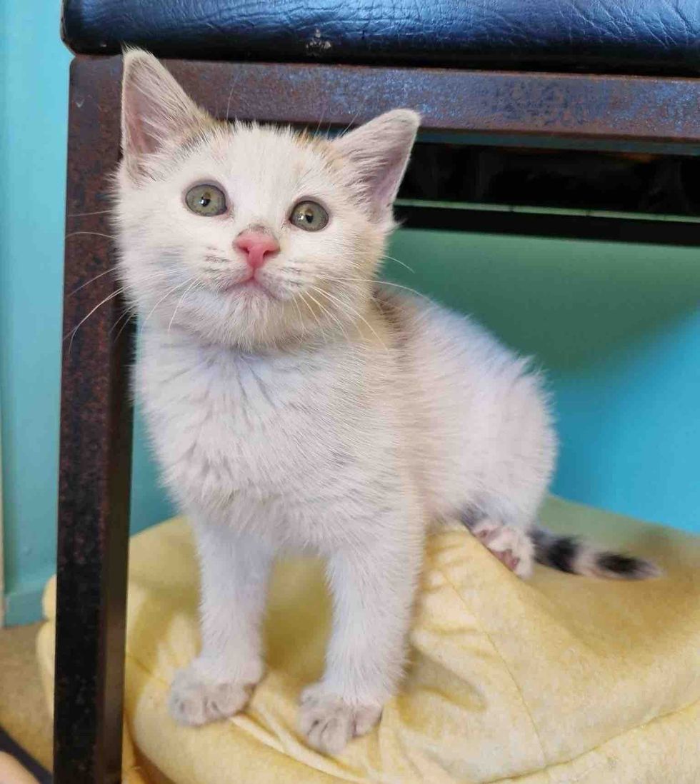 kitten confident indoors