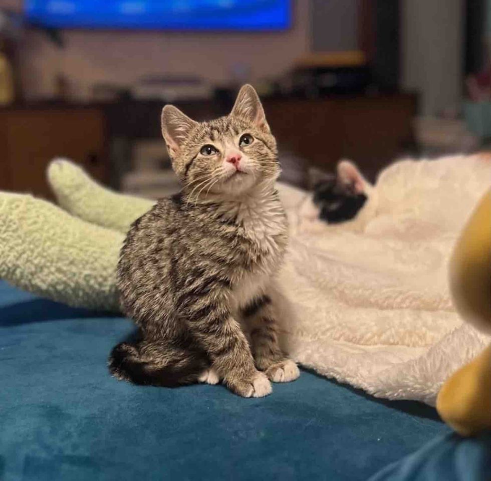 kitten cozy at new home