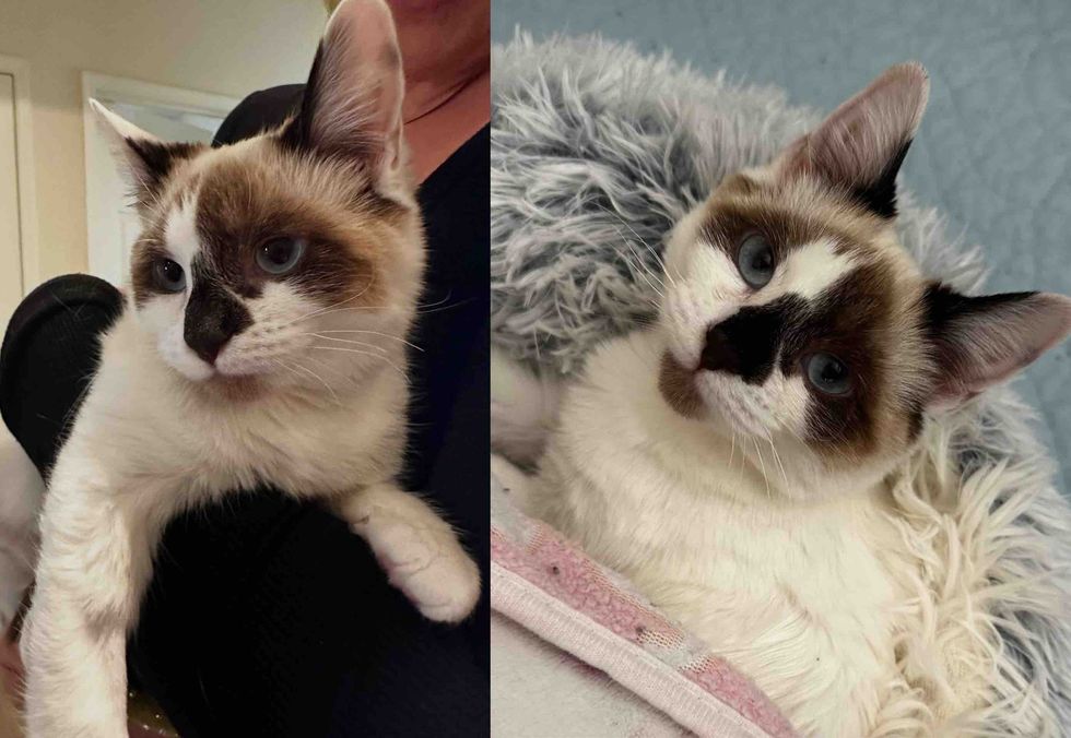 kitten cuddled happy