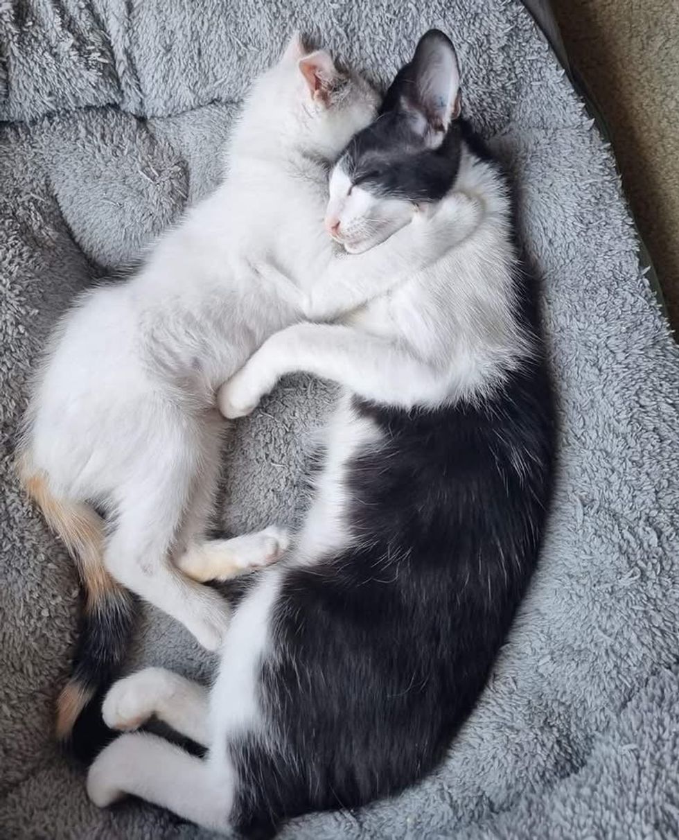 kitten cuddles cat friend