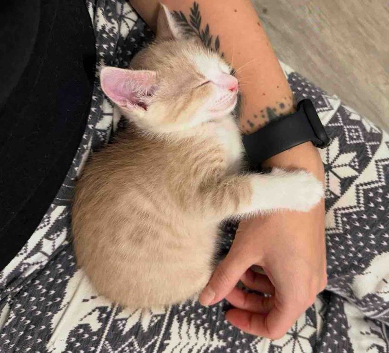 kitten cuddles lap cat