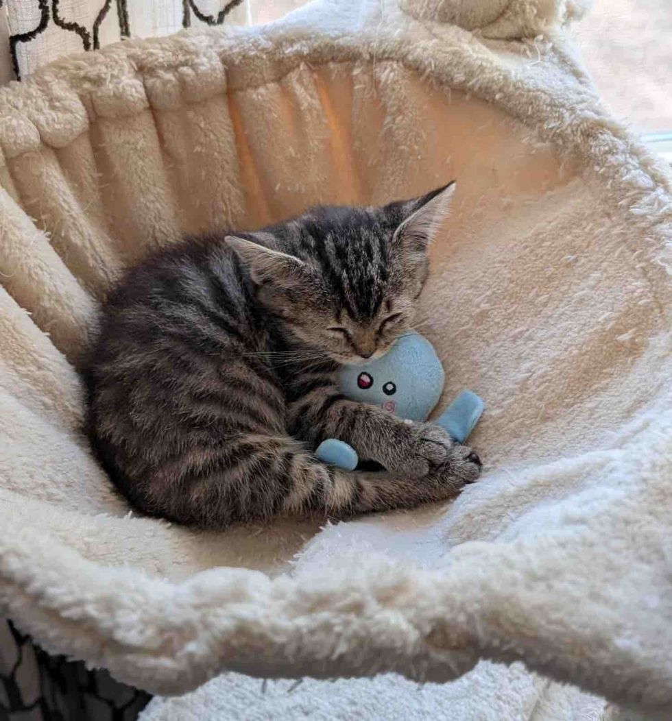 kitten cuddles plush octopus