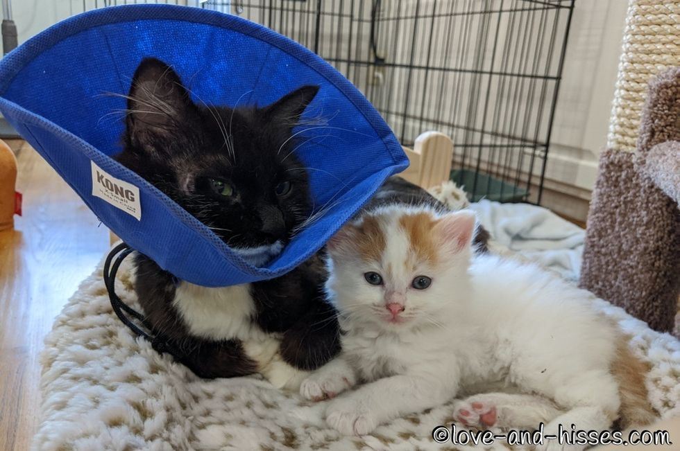 kitten, cuddles, tuxedo cat