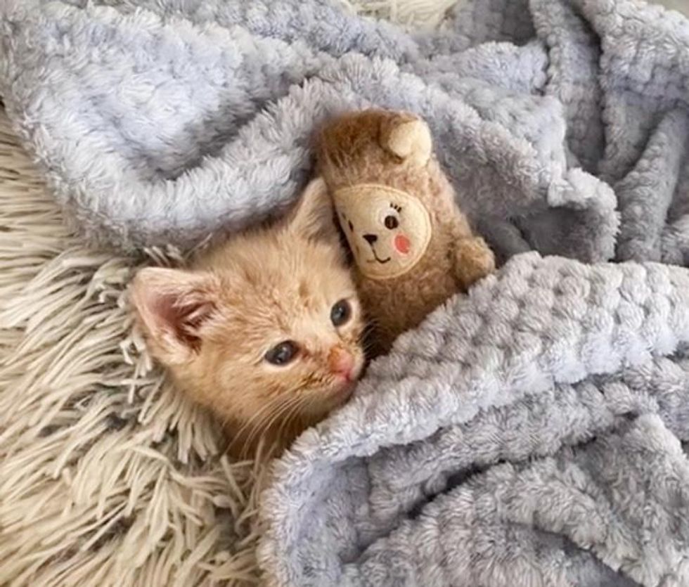 kitten cuddly toy