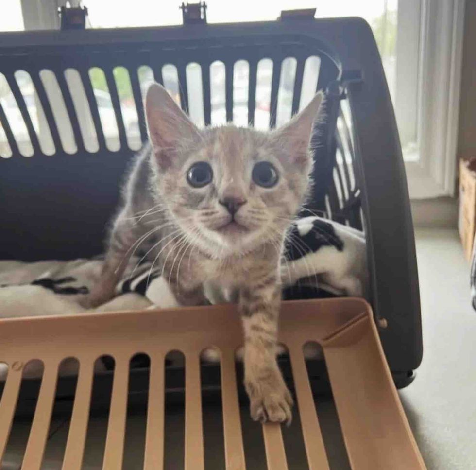 kitten curious exploring