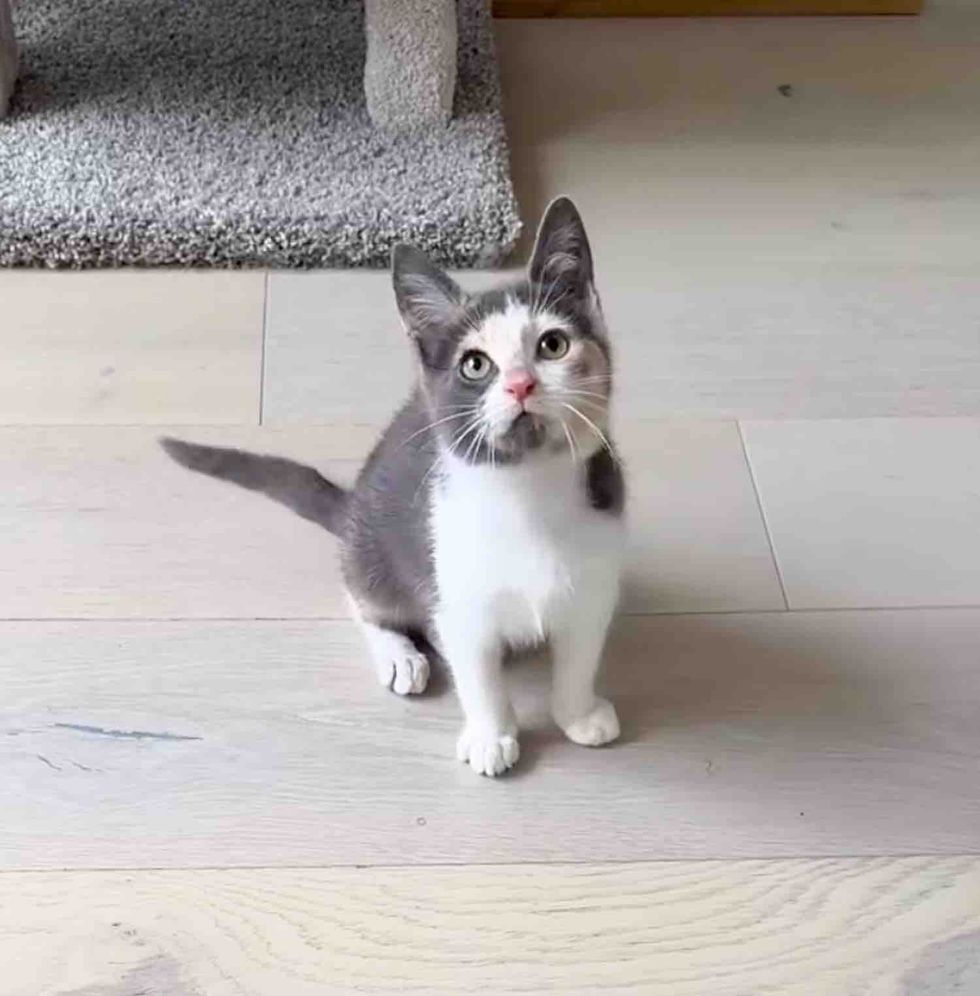 kitten curious playful