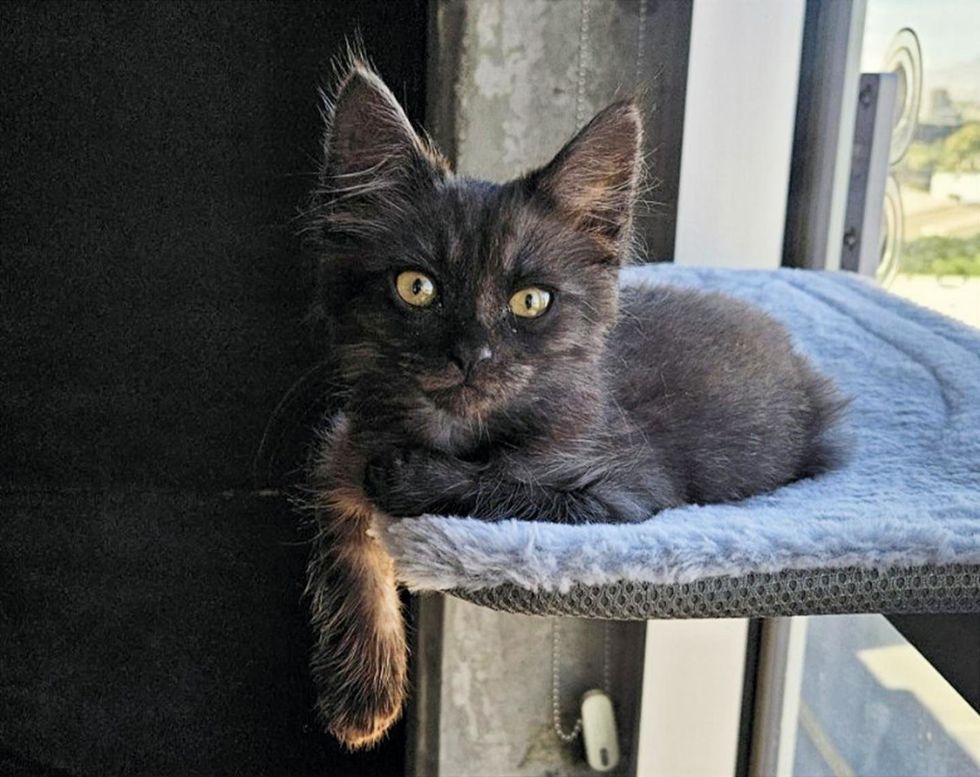 Kitten curled up on a cat tree perch beside a window, city skyline visible outside.
