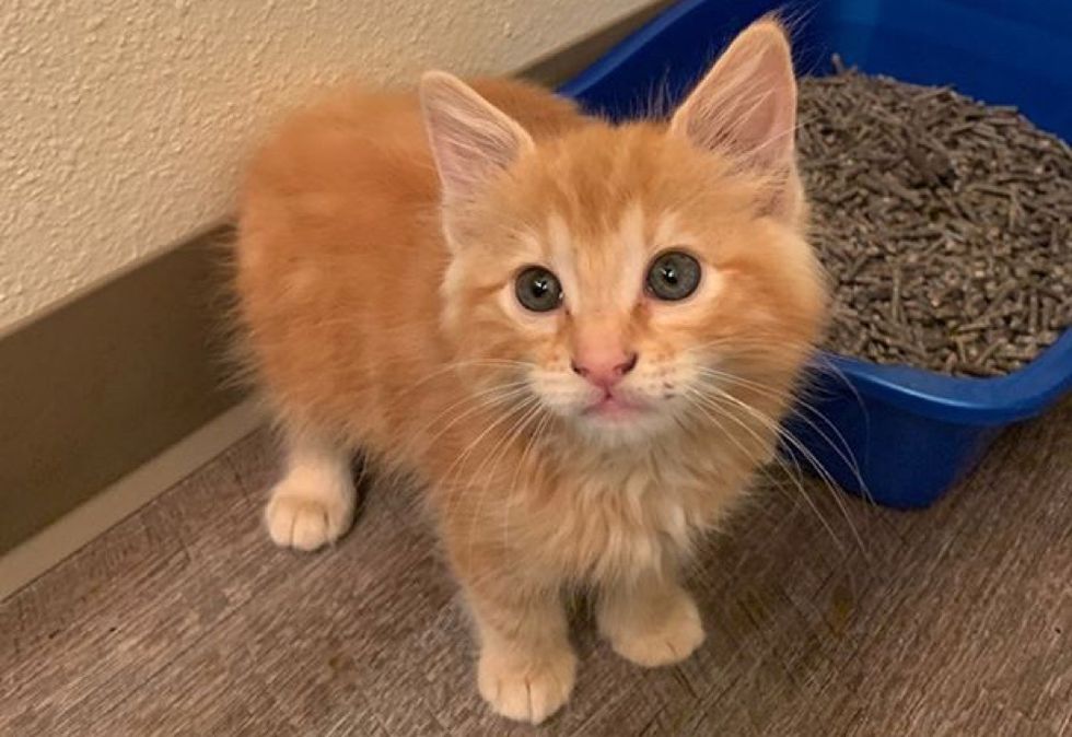 kitten, cute cat, ginger