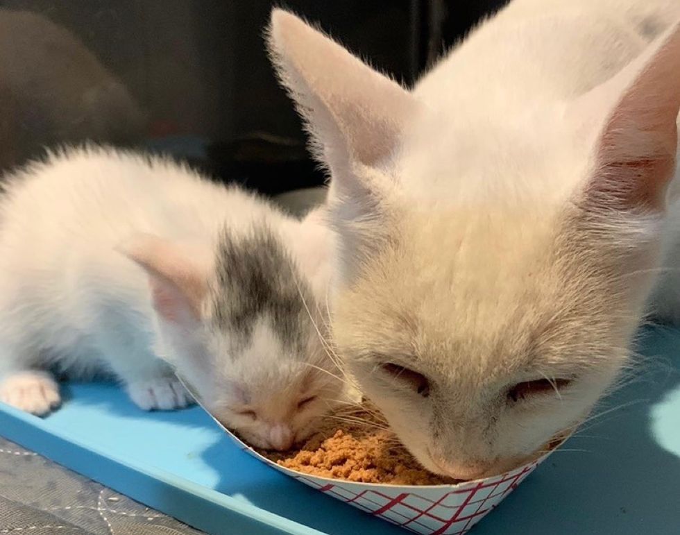 kitten, cute, cat mom