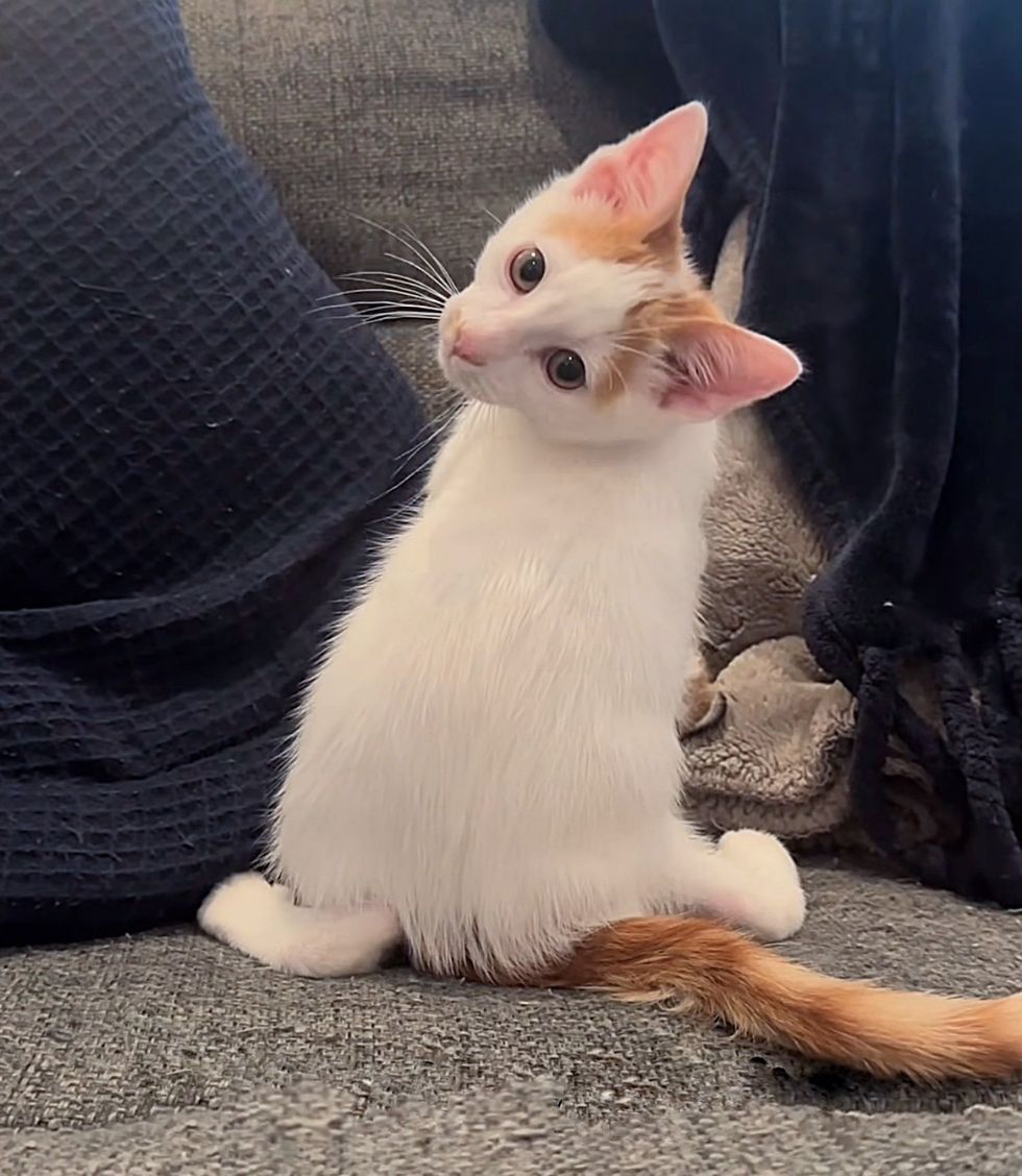 kitten cute squat legs