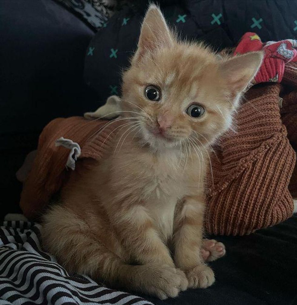 kitten cute stare, cat staring