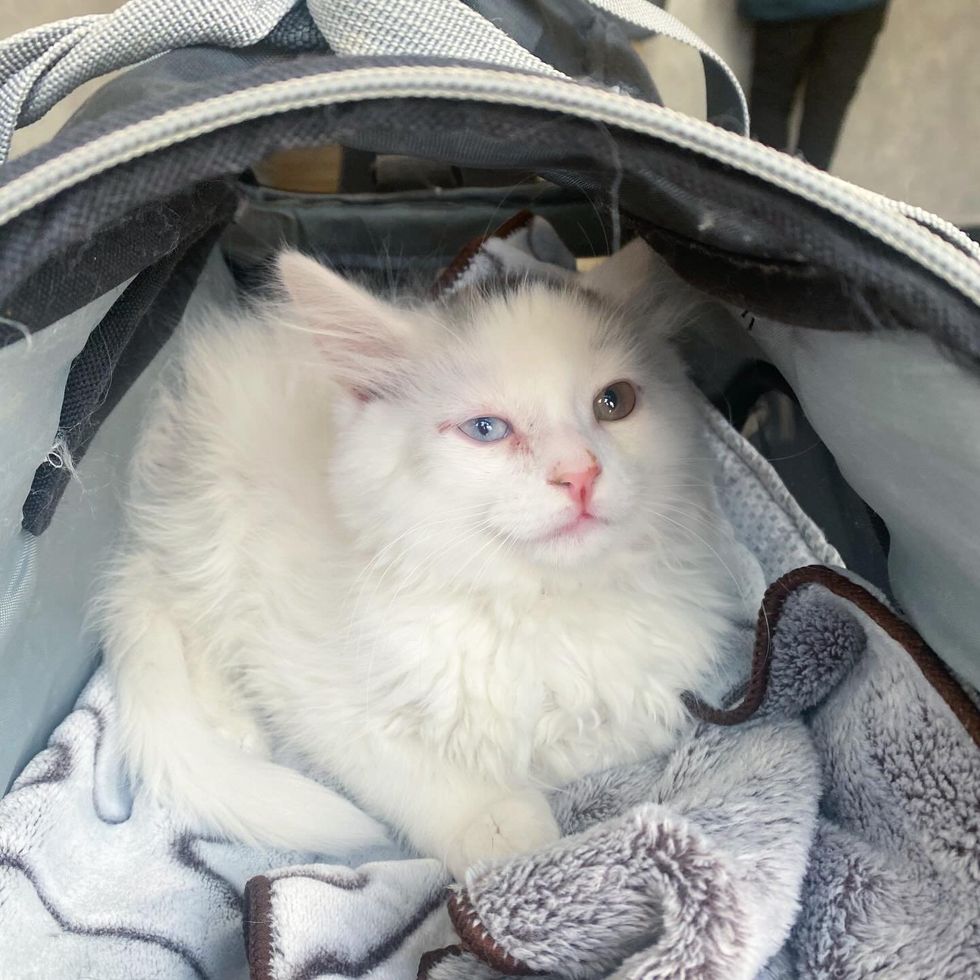 kitten different colored eyes