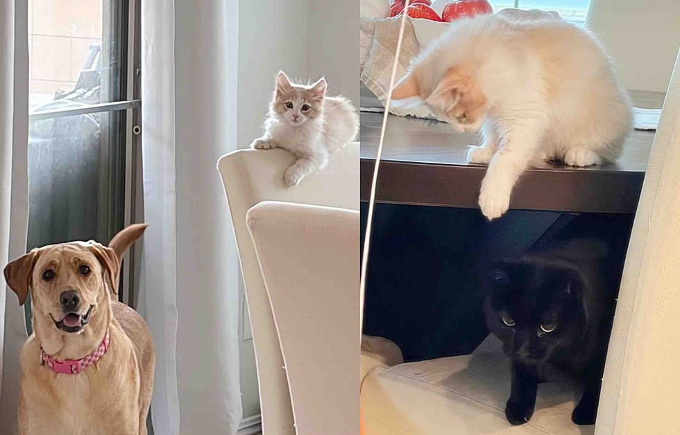 kitten dog cat family