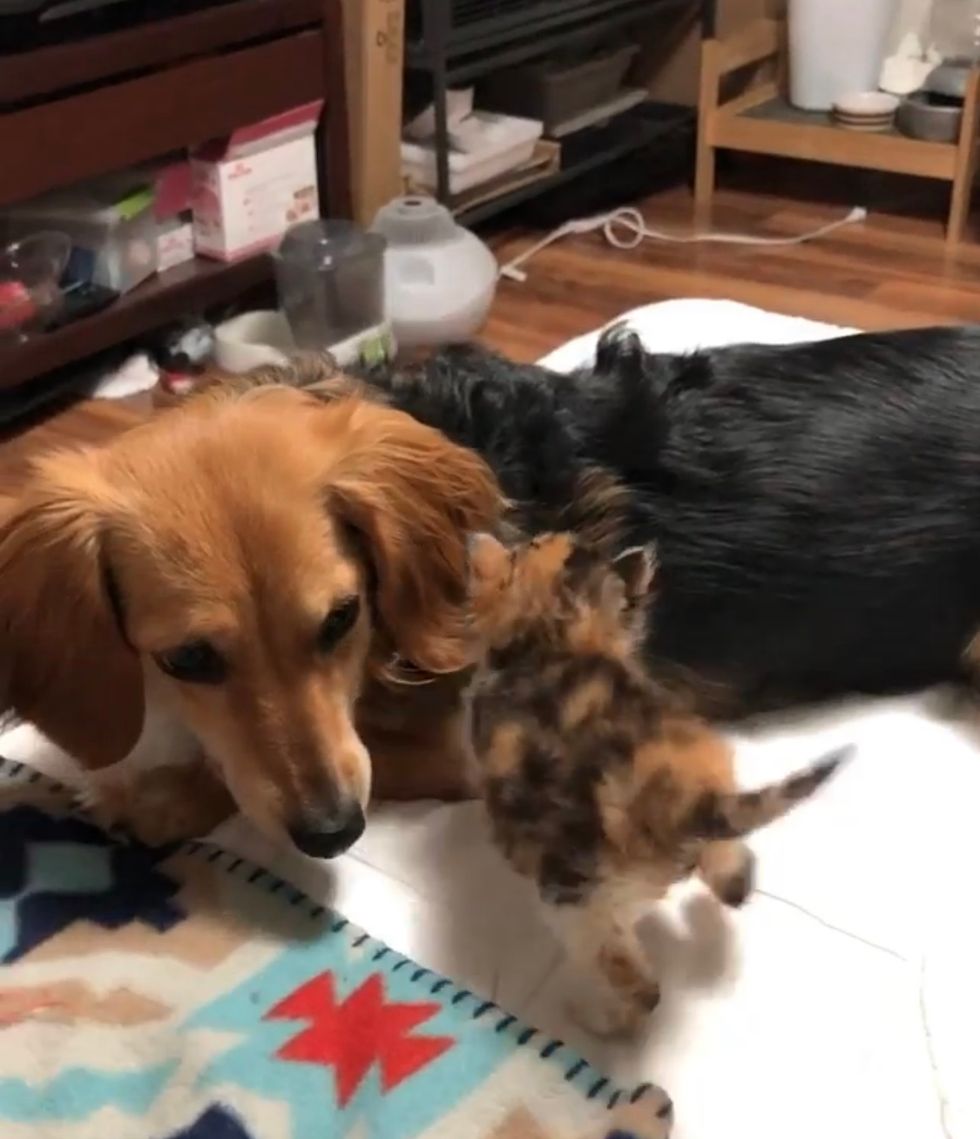 kitten, dog, cute
