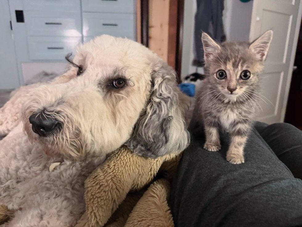 kitten dog friends