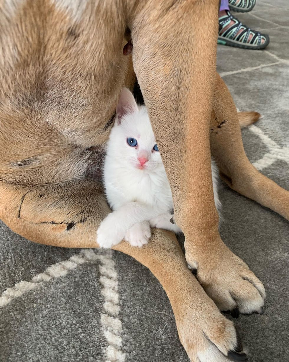 kitten dog snuggling, coconut kitten