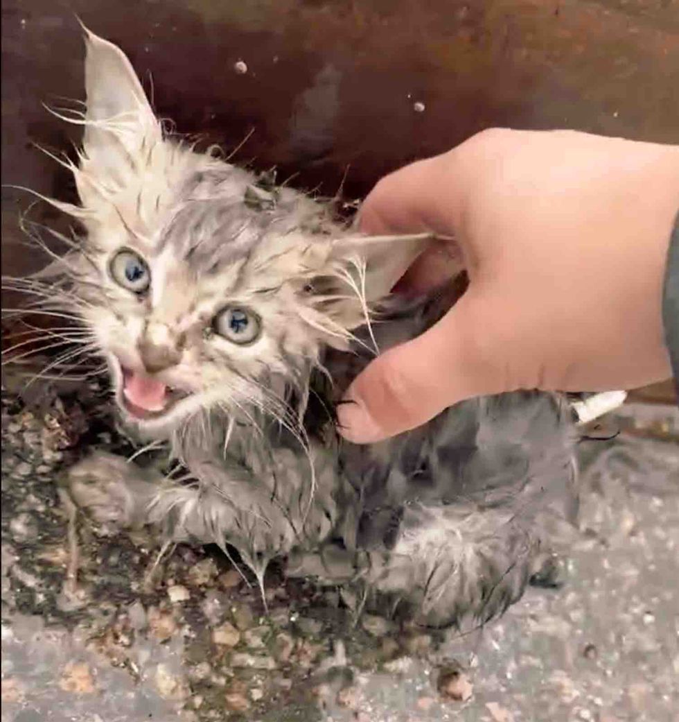 kitten drenched rain