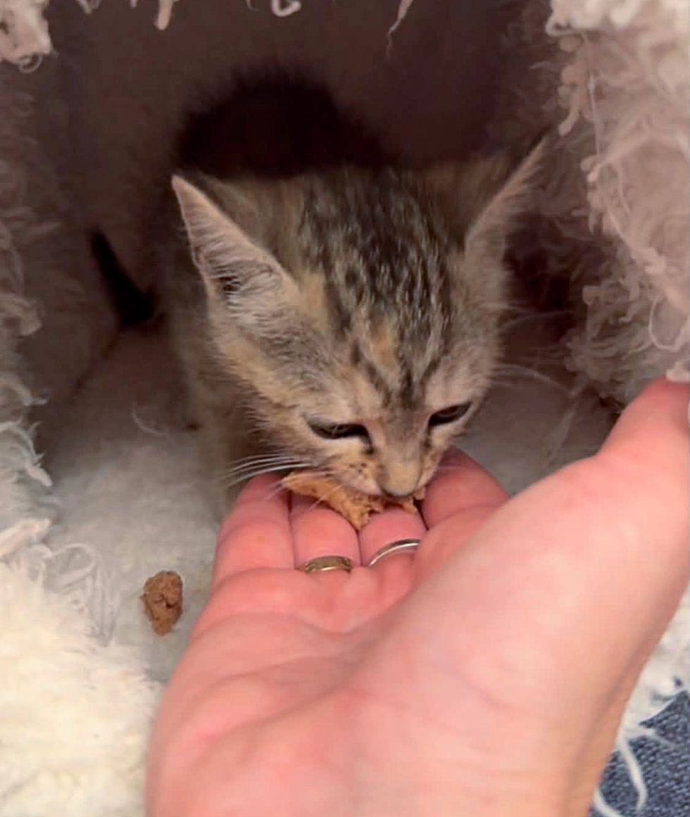 kitten eating from hands of volunteer rescuer