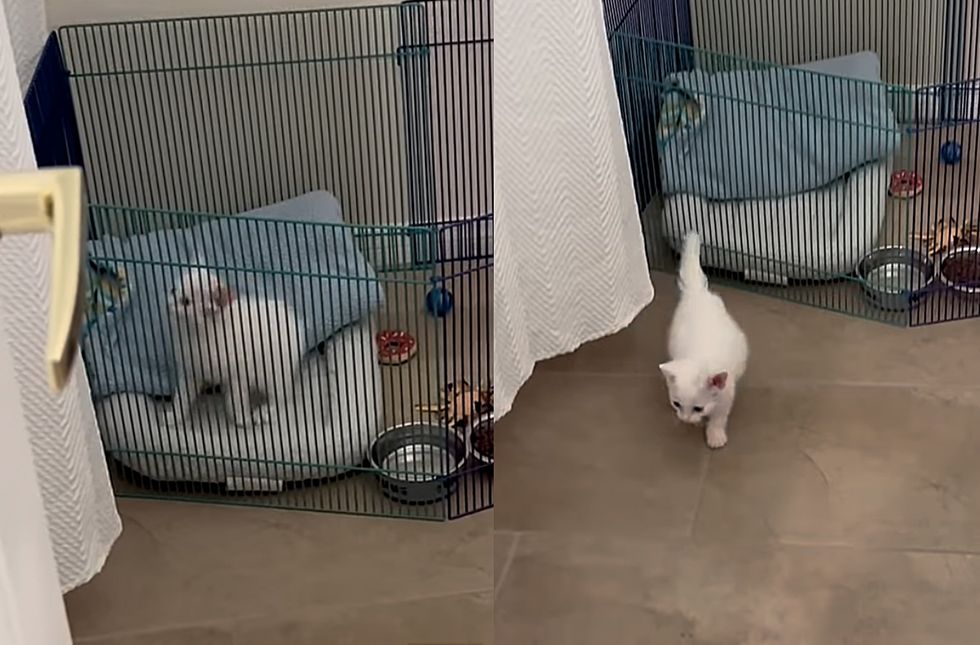 kitten escapes pen