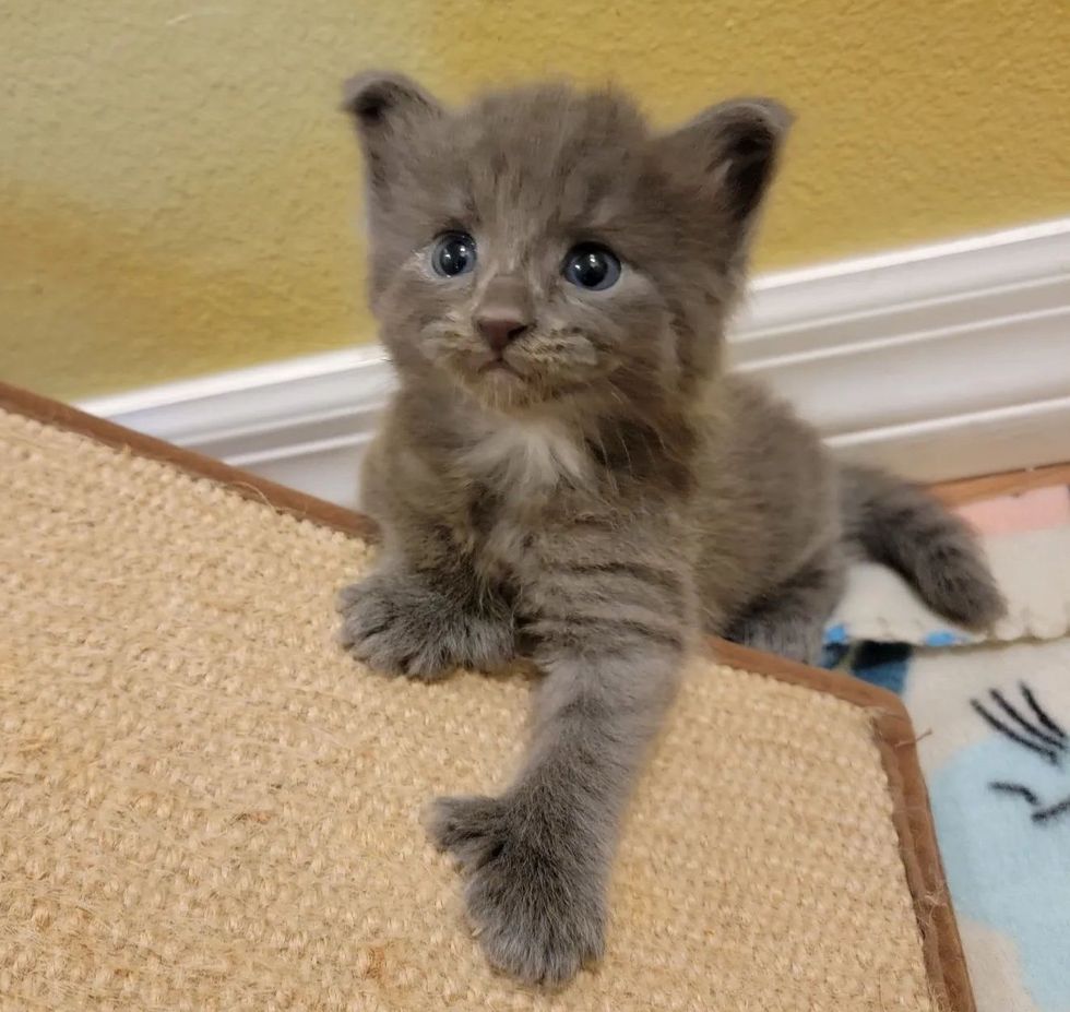 kitten extra toes, kitten polydactyl