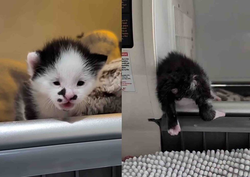 kitten eyes open climbing