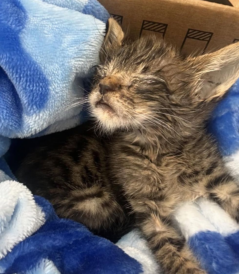 kitten eyes shut