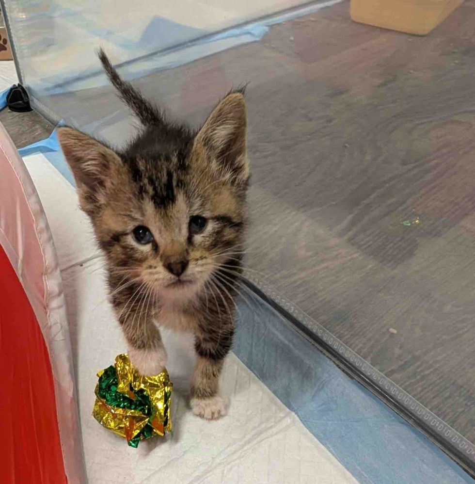 kitten eyes special playful
