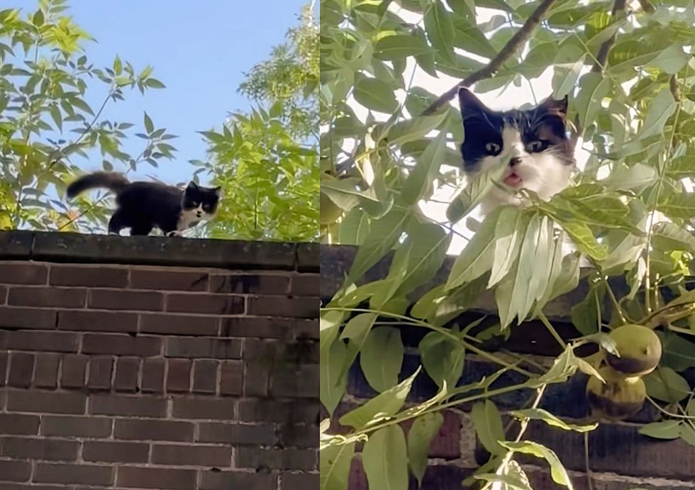 kitten feral cat roof