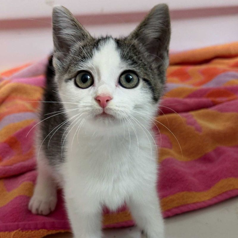 kitten fluffy foster