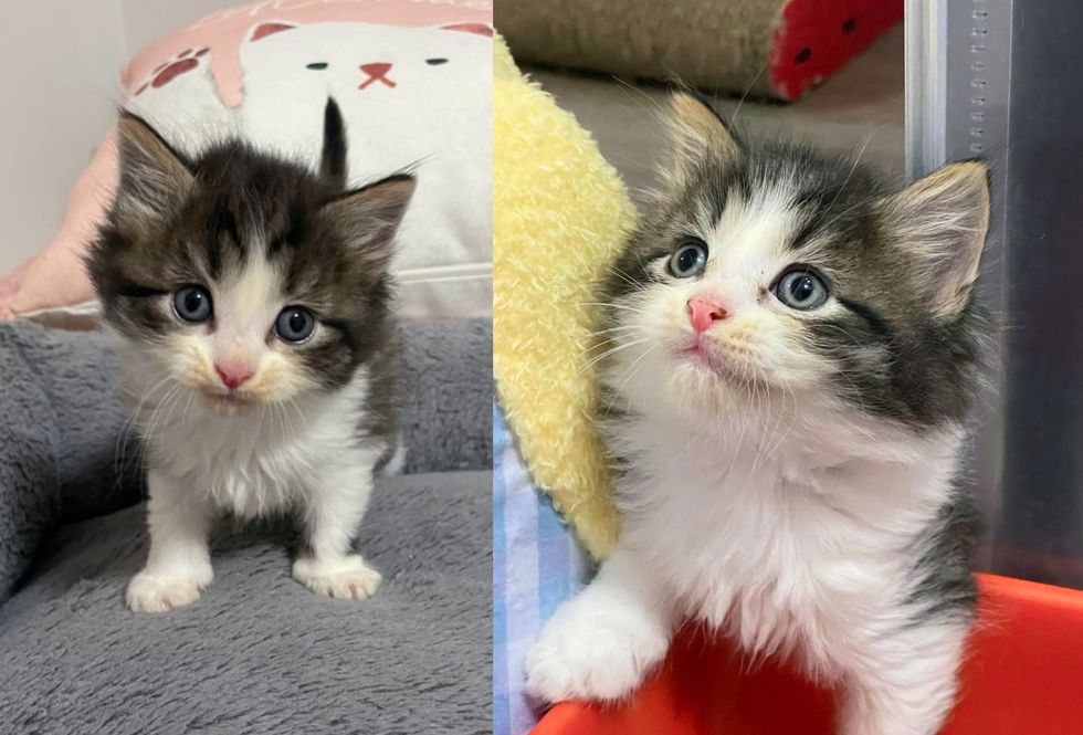 kitten fluffy then now