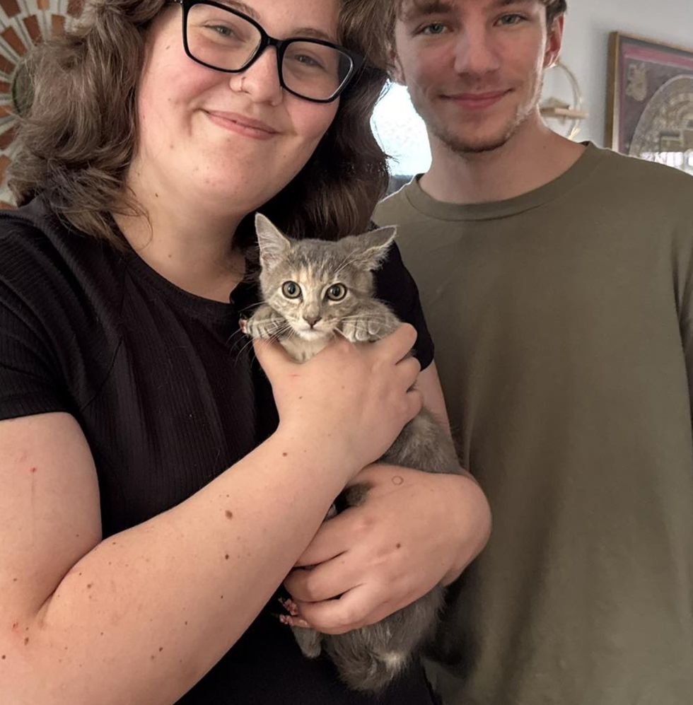 kitten forever family