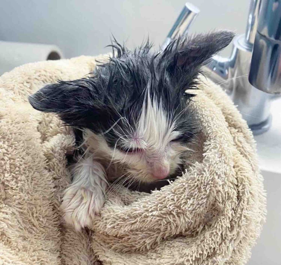 kitten foster care cleaning