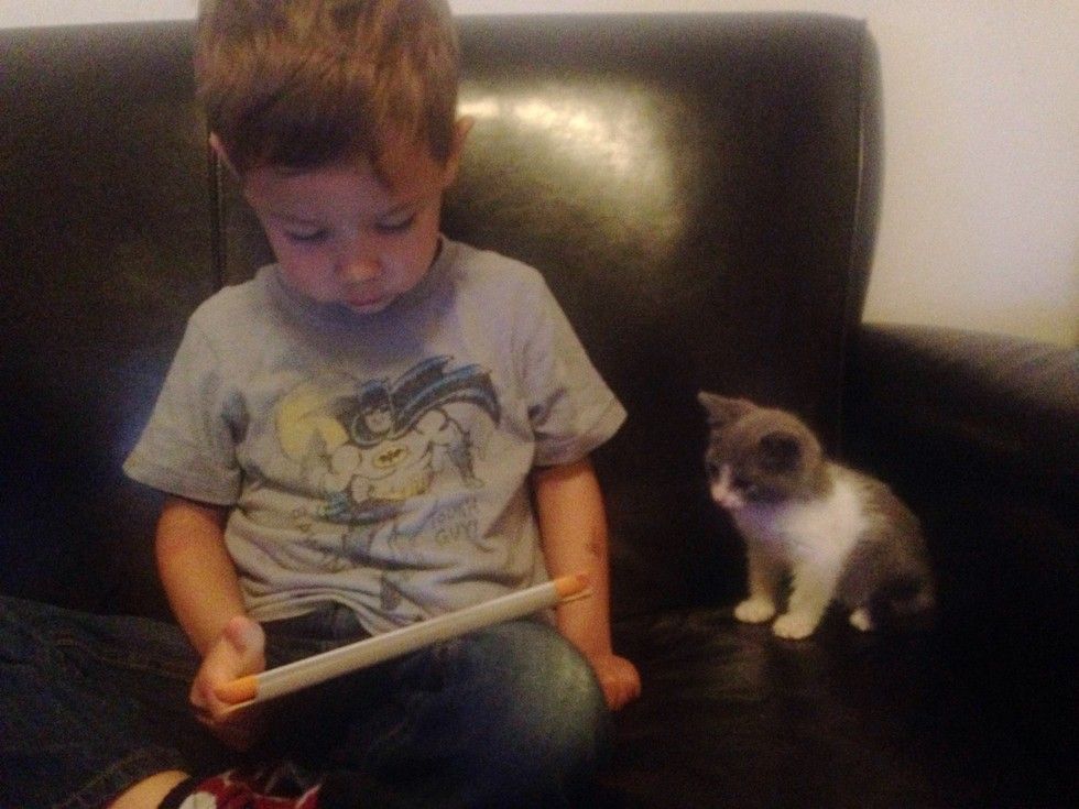 kitten found abandoned on street bodyguard little brother