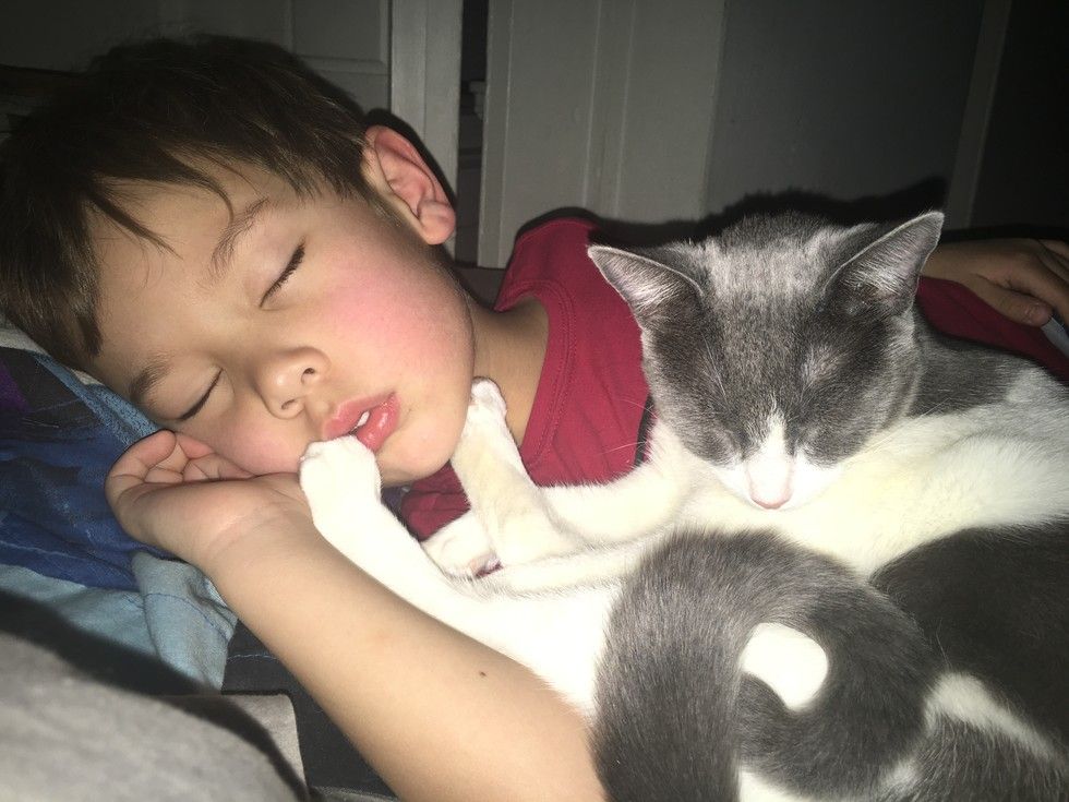 kitten found abandoned on street bodyguard little brother