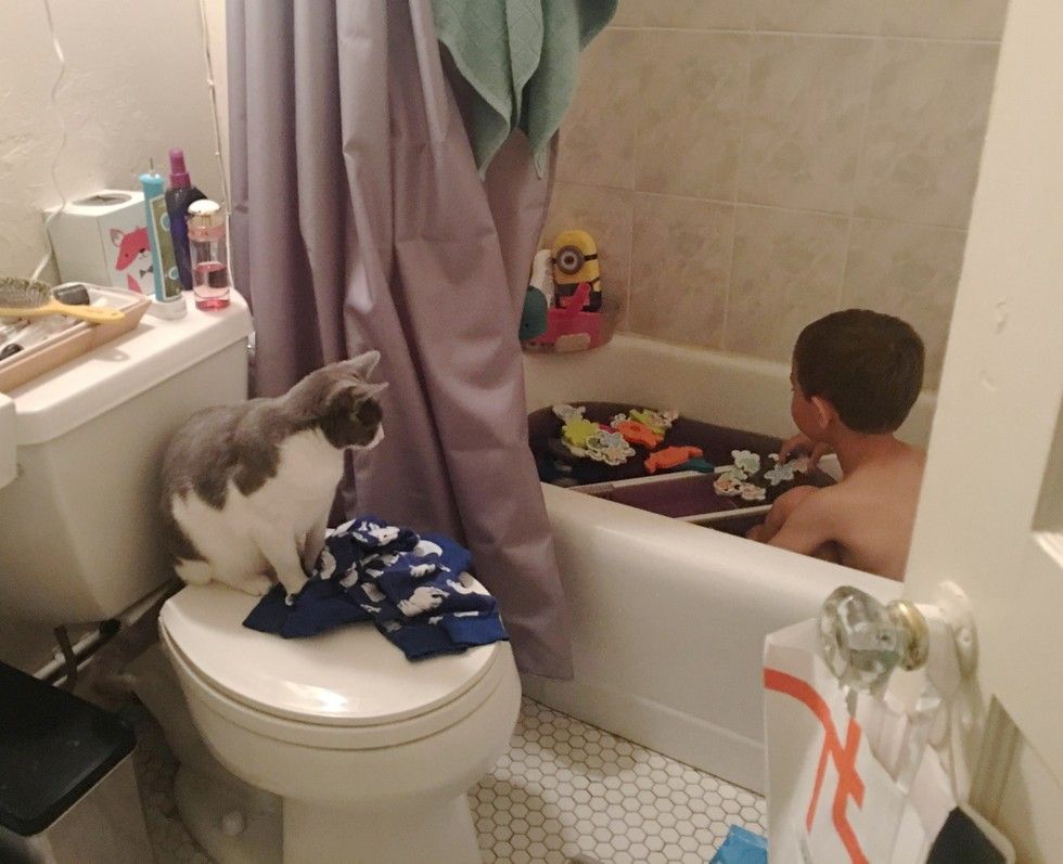 kitten found abandoned on street bodyguard little brother