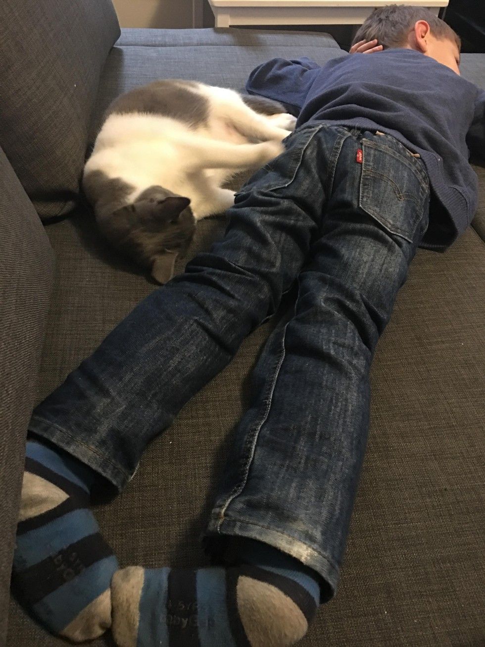 kitten found abandoned on street bodyguard little brother