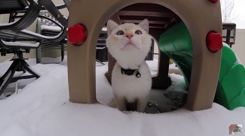 kitten found frozen in snow plays with snow