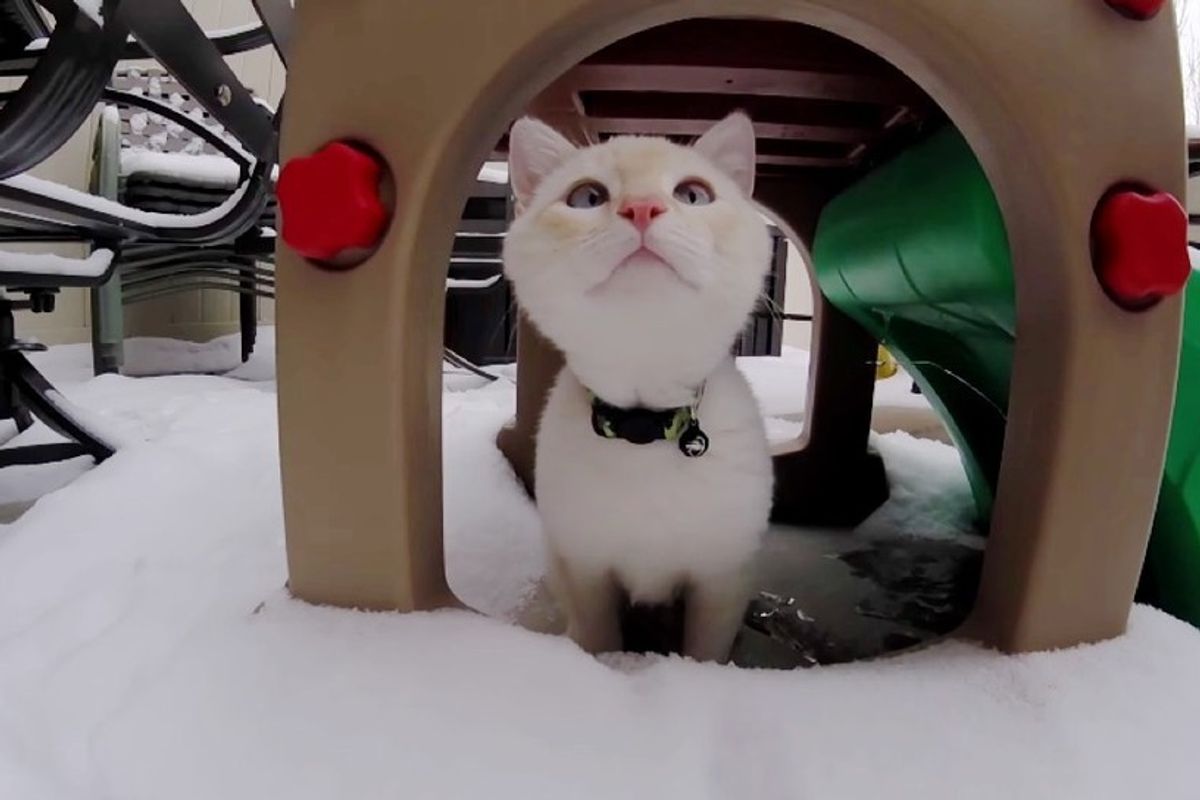 kitten found frozen in snow plays with snow