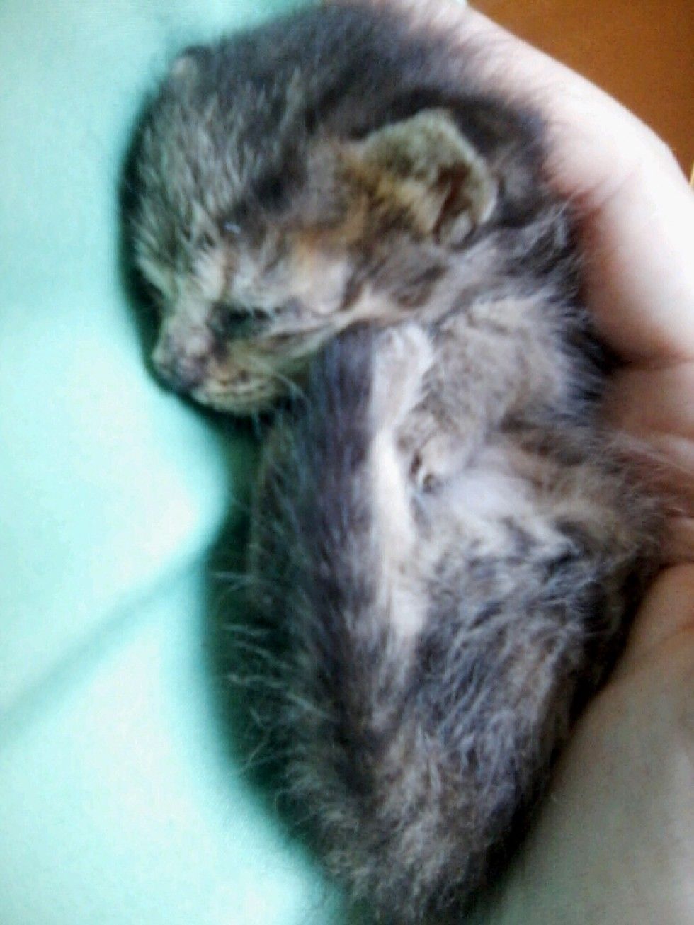 kitten found lifeless on roadside came back to life