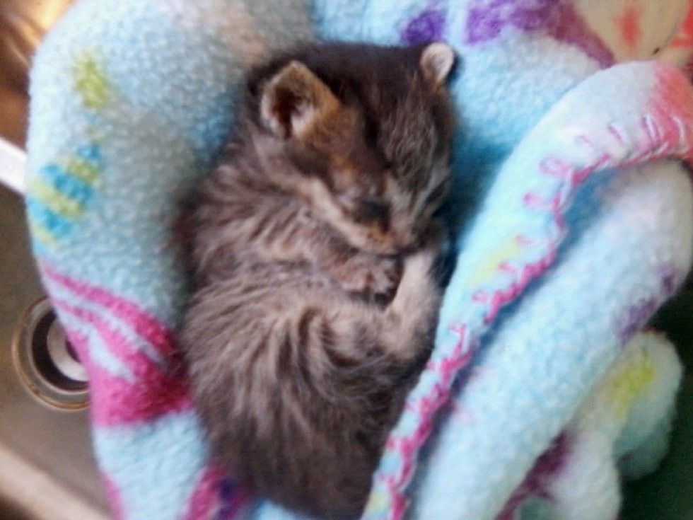 kitten found lifeless on roadside came back to life