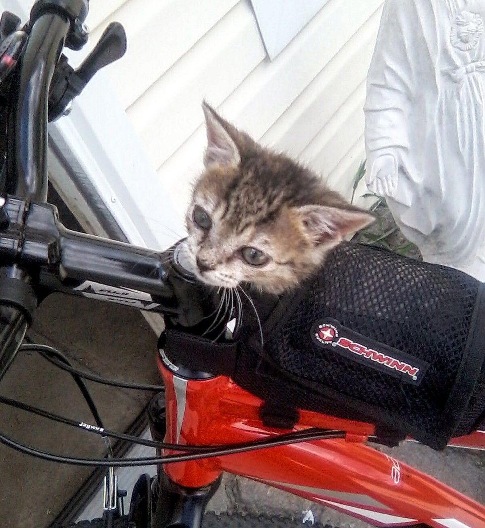 kitten found lifeless on roadside came back to life