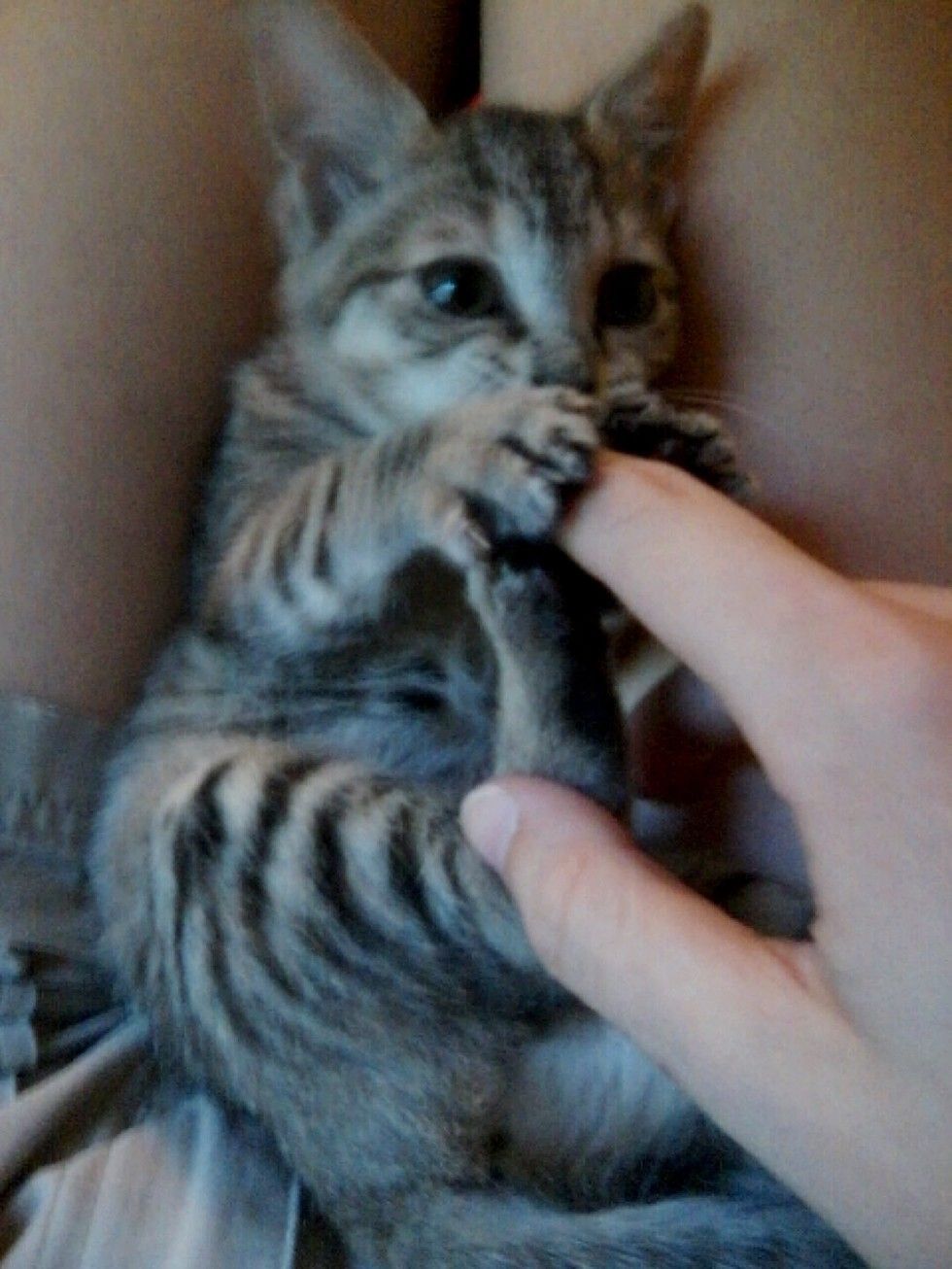 kitten found lifeless on roadside came back to life