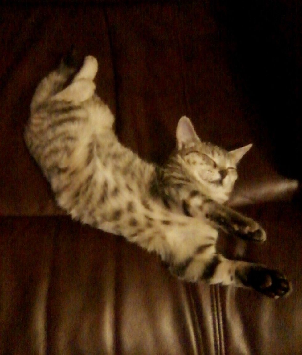kitten found lifeless on roadside came back to life