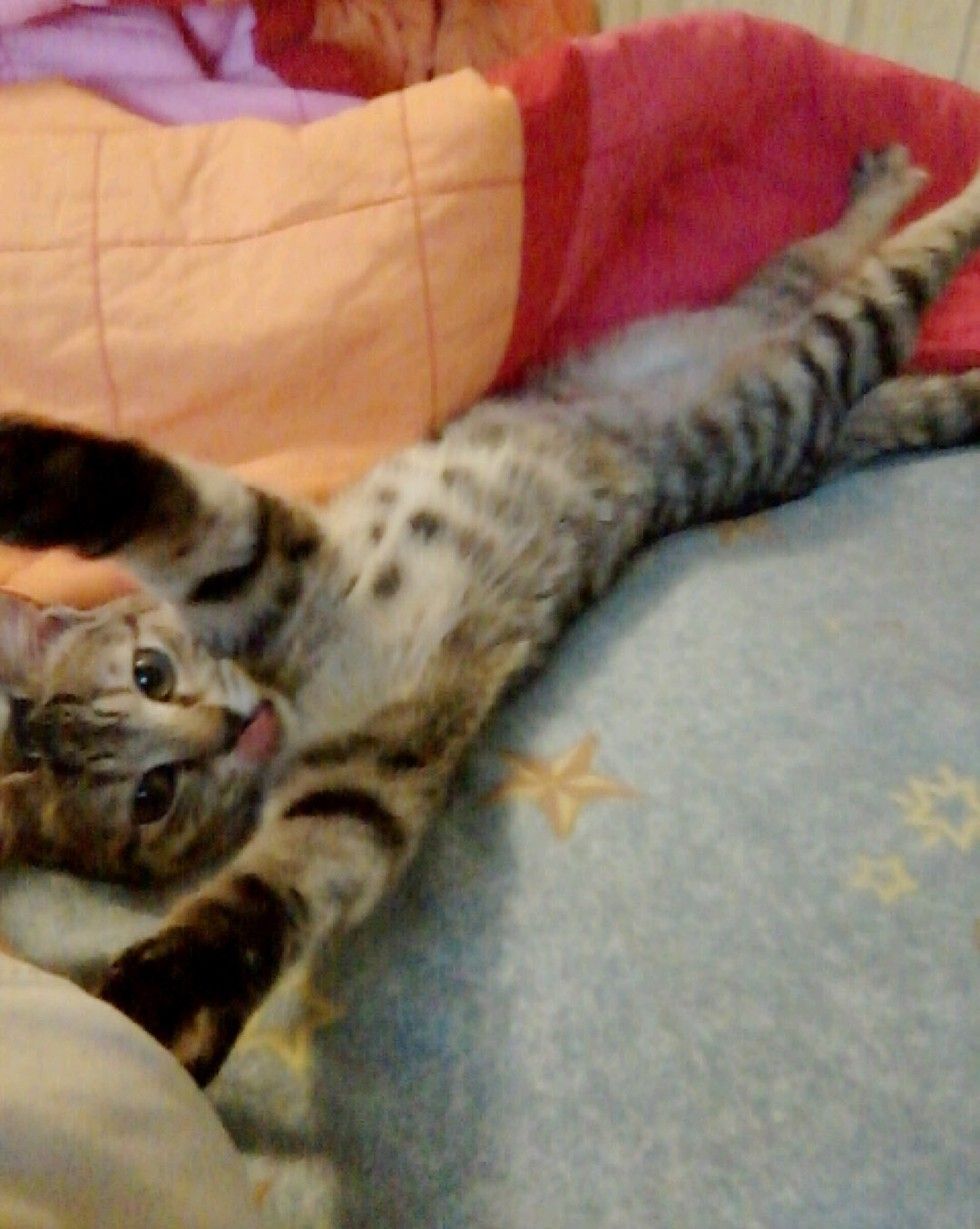 kitten found lifeless on roadside came back to life