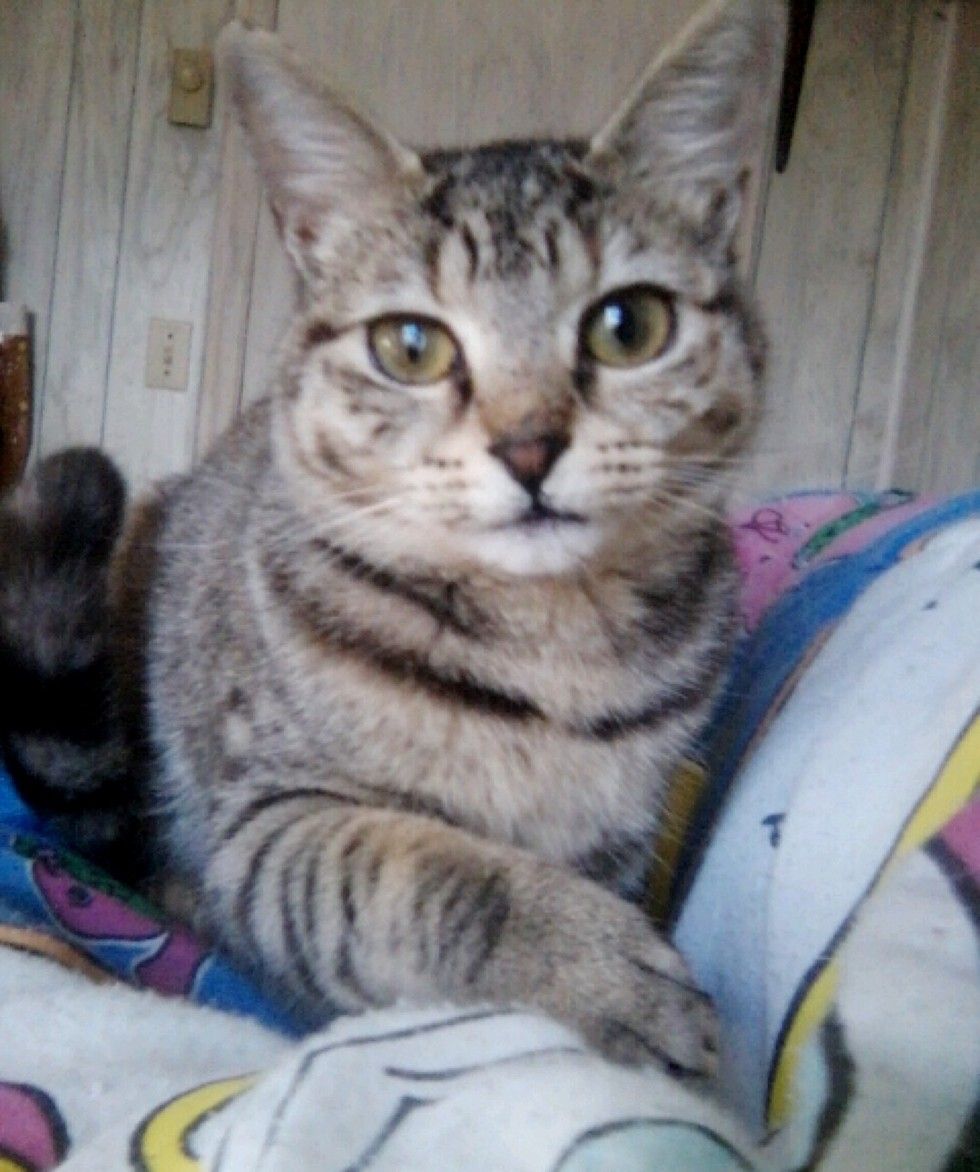 kitten found lifeless on roadside came back to life