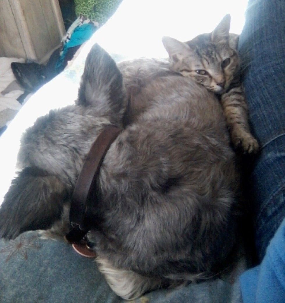 kitten found lifeless on roadside came back to life