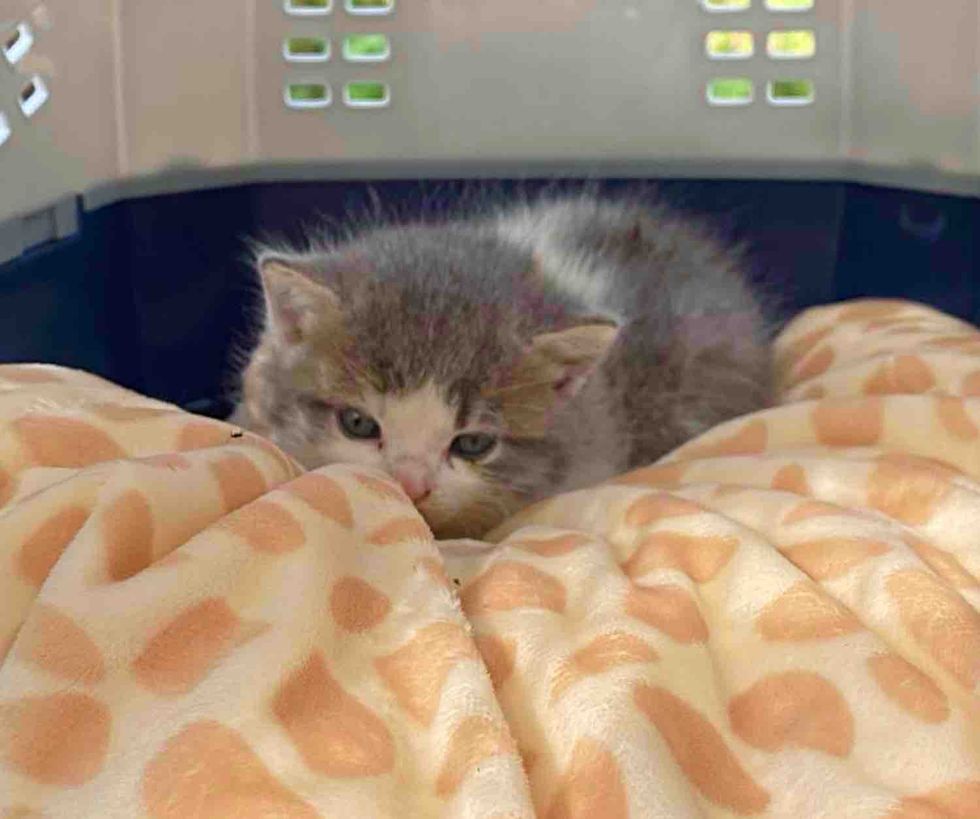 kitten found shed