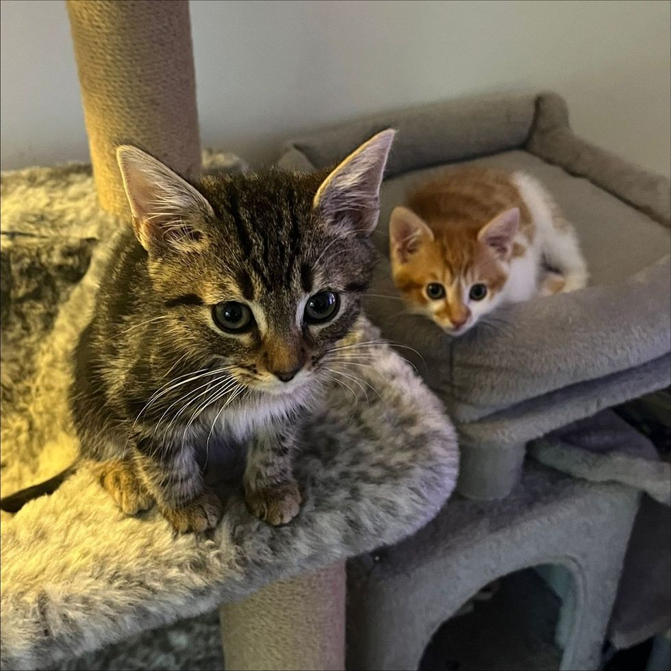kitten friends cat tree
