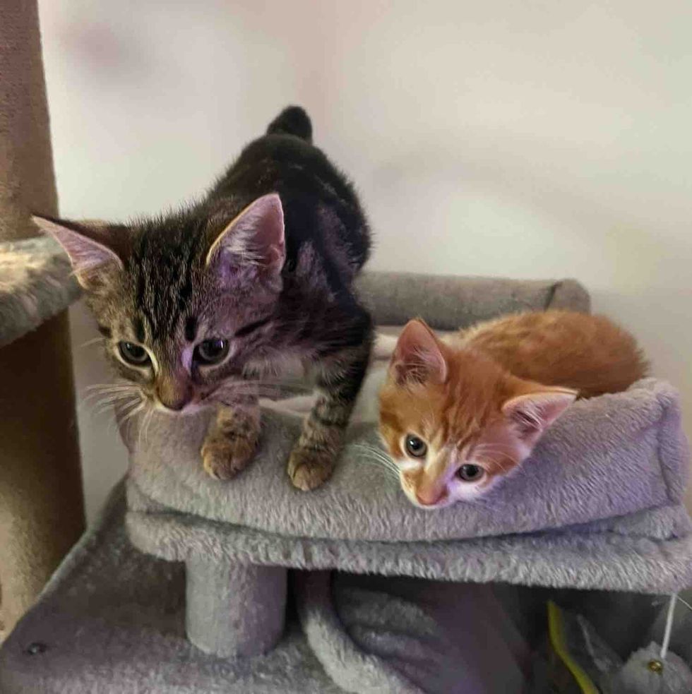 kitten friends forever